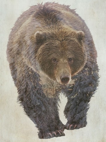 Kim Curinga - Brown Bear Walking