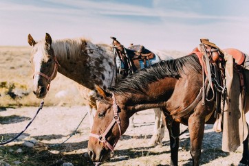 Chelsea Victoria - Two Saddle Horses I 