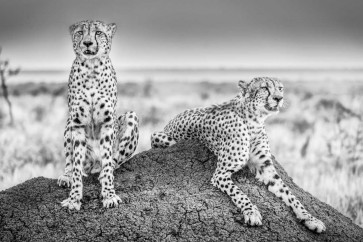Scheid - Two Cheetahs Watching Out 