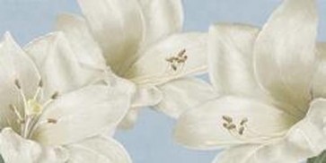 White Amarylis-LindaWood  