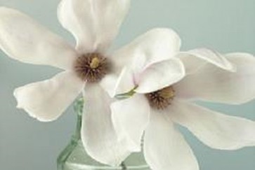 Magnolia Flowers  