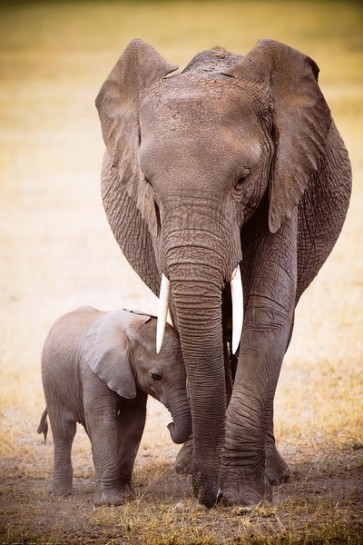 Elephant with her baby  