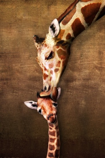 Girafe and her baby