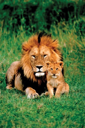 Lion with his baby  