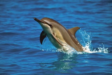 Dolphin  