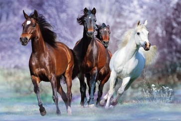 Horses - Running