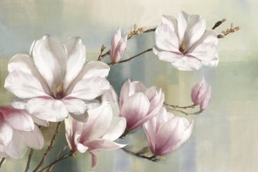 Rogier Daniels - Magnolia Blooms 
