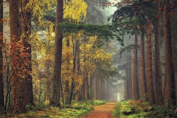 Lars Van De Goor - Colors Of The Forest  