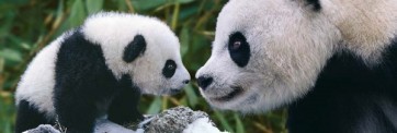 Panda - Mother & Cub  