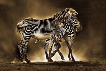 Zebra Mom Love  