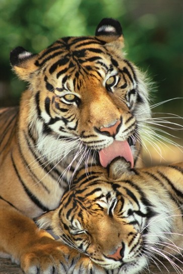 Tiger - Mother's Love 