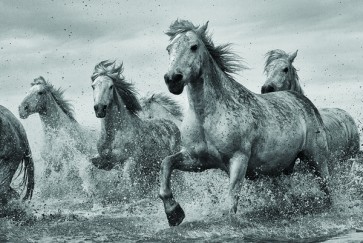 Horses - Camargue 