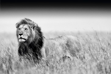 Kings Of Nature - Lion  