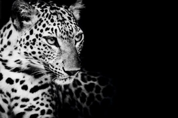 Kings Of Nature - Leopard  
