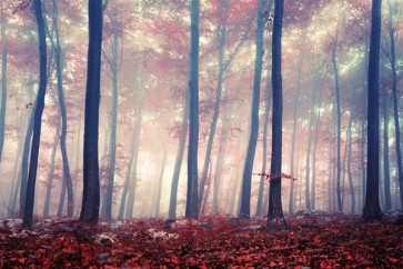 Colored Forest  