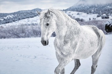 Horse - Cool Winter