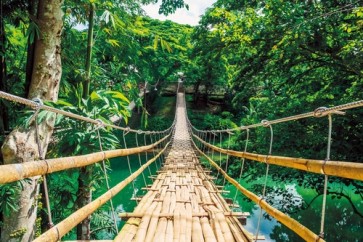 Jungle Bridge  