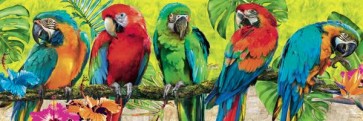 Parrots - Arra