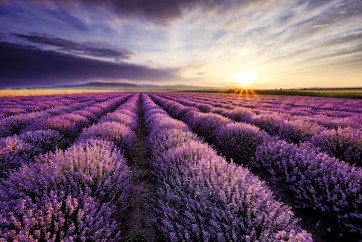 Lavender Field Backtrop
