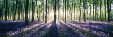 Romeo Delogu - Lavender Field Forest Sunset