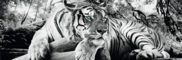 Tiger - Watch - Turquoise Eyes