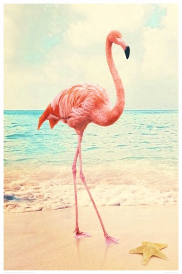 Flamingo - Beach Walk