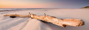 Beach - Branch Laying on Sand