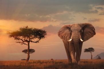 Elephant - Savanna