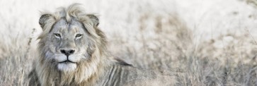 Lion - Savanna