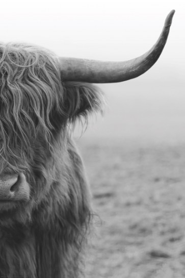 Highland Cow - Lonely