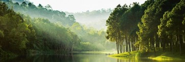 Wild Green Forest