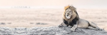 Lion - Bright Wildlife