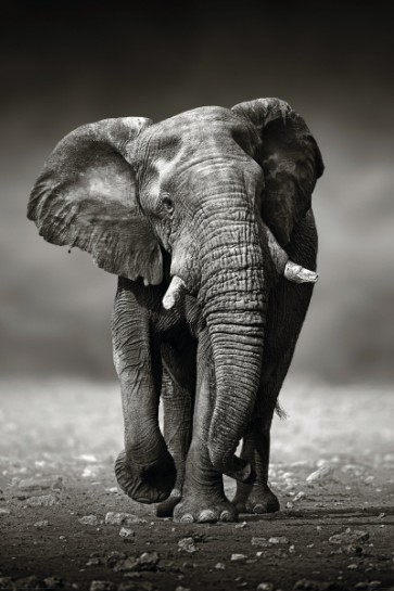 Elephant - Taking a Walk