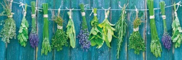 Herbs - Hanging