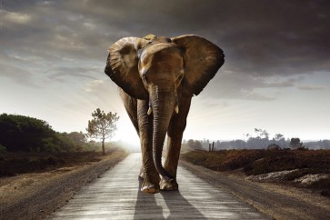 Elephant - Walk on the Road