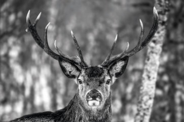 Deer - Nice Encounter