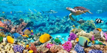 Pangea Images - Sea Turtle and fish- Maldivian Coral Reef