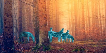 Arlo Wren Photos -  In the woods