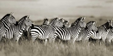 Frank Krahmer - Grants zebra, Masai Mara, Kenya