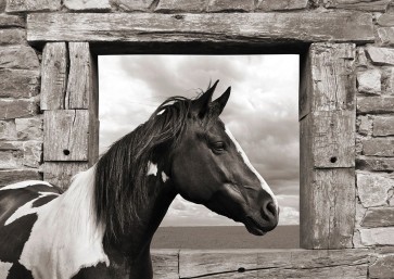 Julian Lauren - Painted Horse (BW)