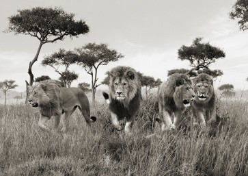 Pangea Images - Brothers- Masai Mara- Kenya