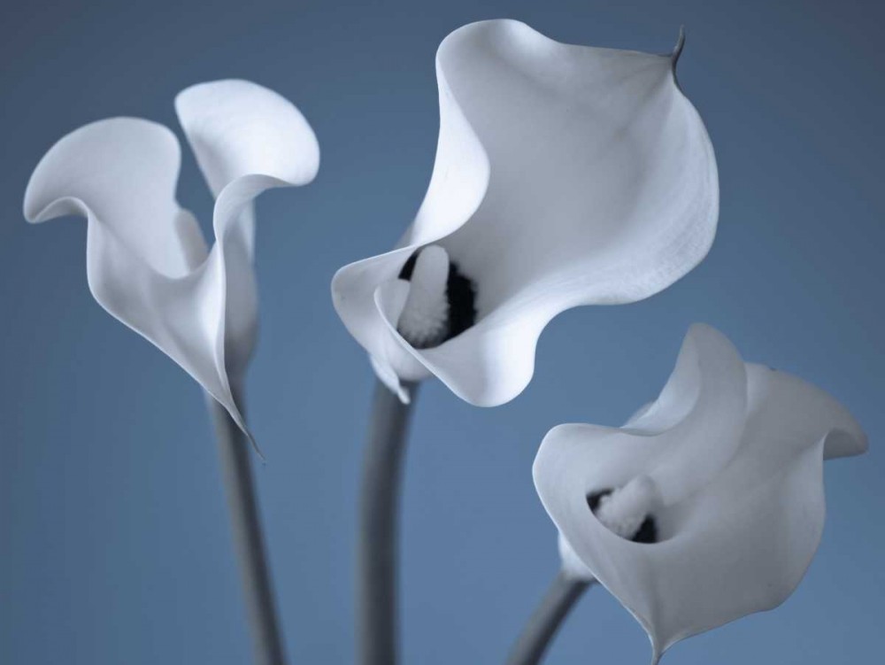 Assaf Frank - Three Calla Lilies