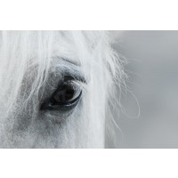 Horse - The Wanderer