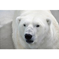 Polar Bear - Anticipation