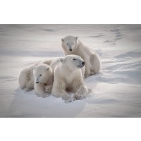Polar Bear - Mother's Love