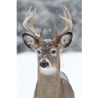 Deer - Snowstorm