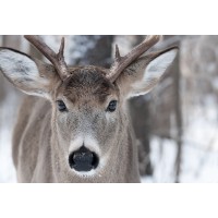 Deer - Wandering