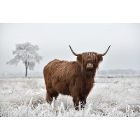 Cow - Frosty Irish Bovine II