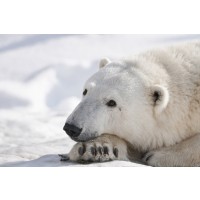 Polar Bear - End of The Nap