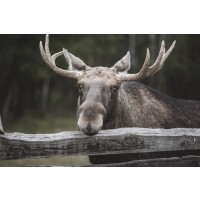 Moose - Lying on The Fence